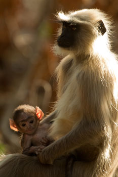 langur